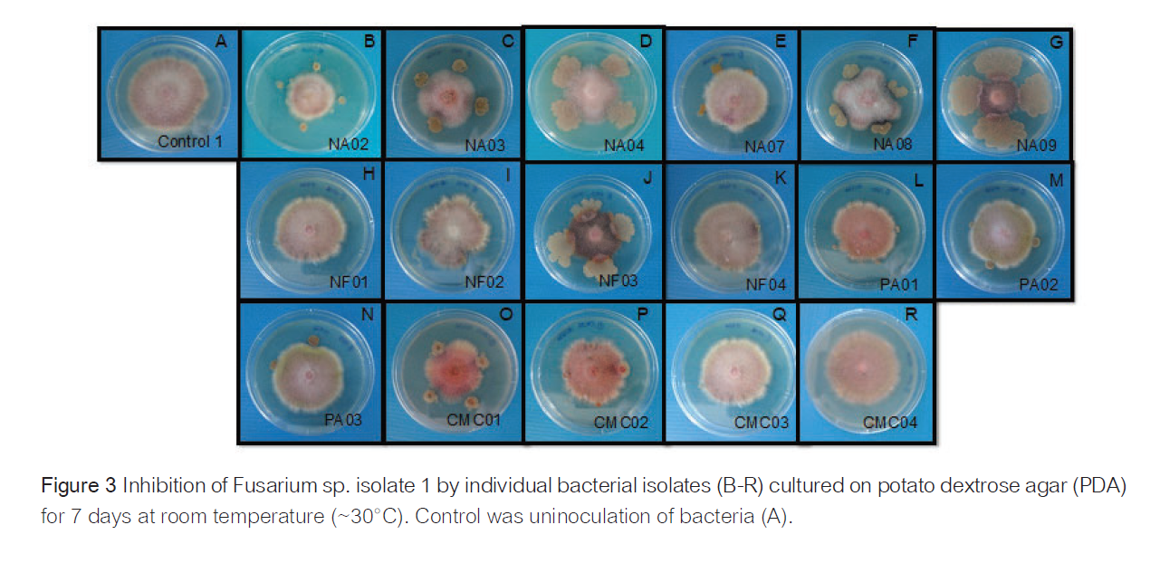 ยับยั้งเชื้อรา: ทดสอบจริงในจานเพาะเชื้อ พบการยับยั้ง Fusarium ได้อย่างชัดเจนถึง 40 - 53%